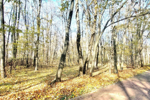 Oferim spre închiriere un teren superb de 50 ari, situat într-o zonă pitorească și ecologică din Codri.