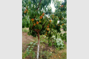 Spre vânzare teren agricol | 225 ha | Leova, str. Lacului, 8/1