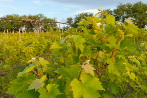 De vânzare: Teren agricol cu viță de vie și fântână – 20 ari, Vadul lui Vodă (periferie)!