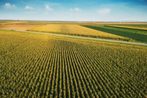 Teren agricol spre vânzare | 0,4958 ha | Criuleni, Hrușova!