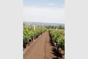Spre vânzare teren agricol | 37,5 ari | Bulboaca