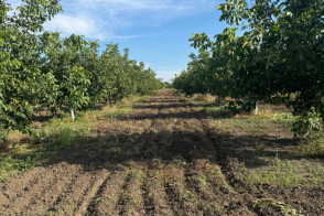 Vânzare livadă de nuci | 10 hectare | 5 minute de oraș