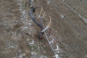 Spre vânzare teren agricol | 37,5 ari | Bulboaca