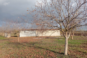 Spre vânzare livadă de nuci cu construcție | 1 ha | Anenii Noi