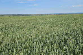 Vânzare teren agricol consolidat | 70 hectare | Anenii Noi, Beriozchi